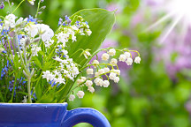 Obraz Konvalinky 1570